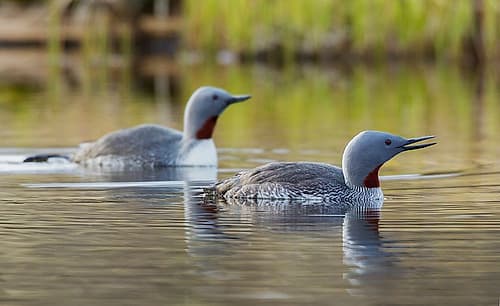 Red-throated loon pair at home in a tundra pond of the arctic habitat of Alaska Art Print